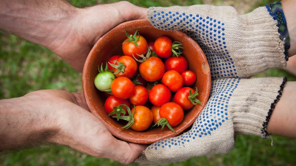 Two pairs of hands holding a bowl of cherry tomatoes.